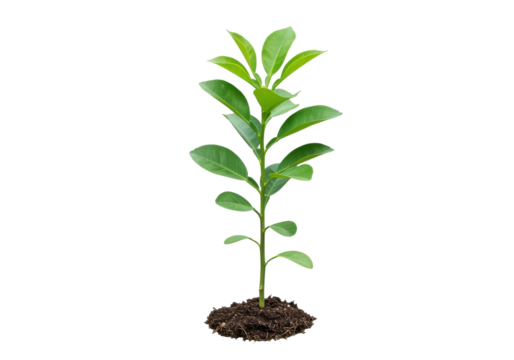 Young plant in soil isolated on white background