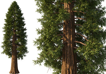 Fototapeta premium Giant Redwood Trees: Majestic Conifers in Nature
