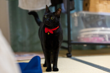 Obraz premium 黒猫