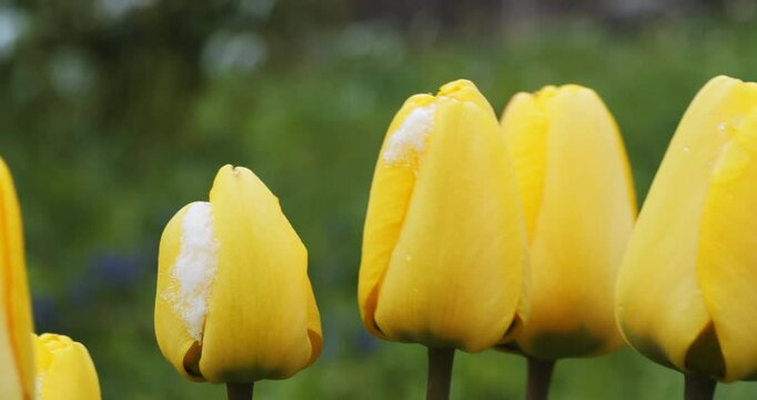 Yellow tulips under the snow vibrate in the wind close-up