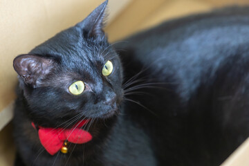 黒猫
