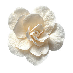 Isolated Creamy White Blooming Blossom on a Deep Black Backdrop Display