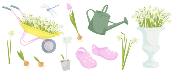 set elements about spring flowers gardening, daffodils flowers, tulip flower, sprouted bulb of a plant, pair of rubber gardening boots, watering can,Blooming daffodils in decorative planter, © alessia