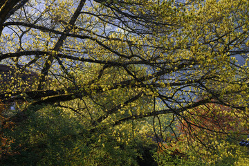 Frisches Baumgr&uuml;n &uuml;ber den D&auml;chern im Morgenlicht, Baumkrone mit frischen Bl&auml;ttern
