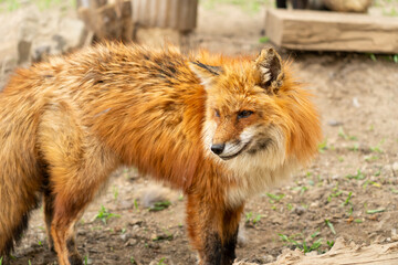 宮城蔵王キツネ村の黄色のキツネ