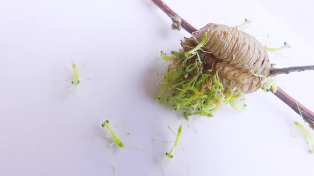 European mantid (Mantis religiosa) neonates have just emerged from the ootheca. Their bodies are still transparent, their movements are not coordinated. Ultra macro