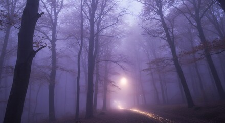 Obraz premium Forest Path in Misty Light