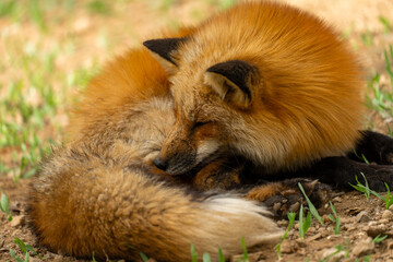 宮城蔵王キツネ村の黄色のキツネ