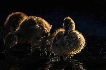 duckling in a pond in the morning light