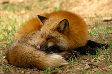 宮城蔵王キツネ村の黄色のキツネ