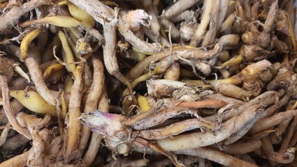Close up pile of tasty fresh finger root sold at the market as a background.