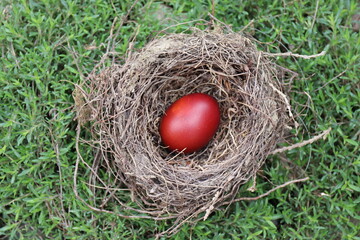 Vogelnest mit Eiern.