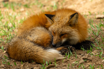 宮城蔵王キツネ村の黄色のキツネ