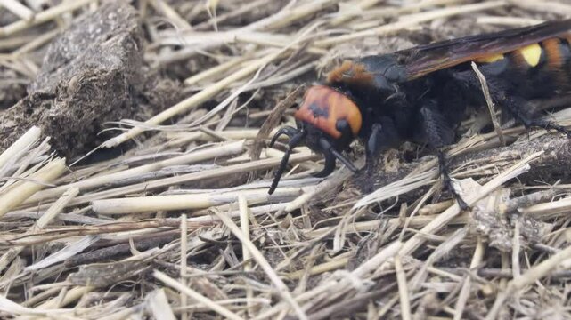 Mammoth wasp (Megascolia maculata, male, largest Hymenoptera) digs through the manure to find the larva of the May beetle and lay an egg on it. Insects are parasites. The dunes of the Sea of Azov