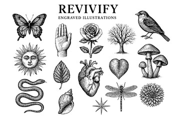 Creative collection of engraved illustrations featuring nature, animals, and symbols celebrating life and rebirth in a detailed artistic style