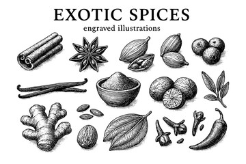 Explore a diverse collection of exotic spices illustrated with intricate engravings showcasing their unique forms and textures