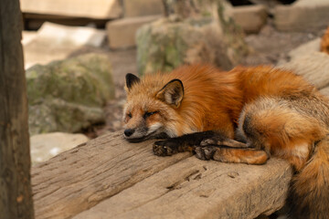 宮城蔵王キツネ村の黄色のキツネ