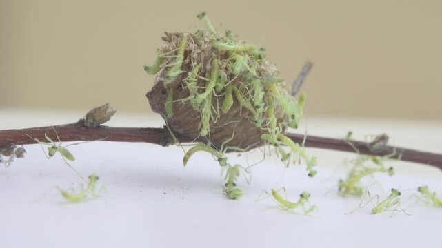 European mantid (Mantis religiosa) neonates have just emerged from the ootheca. Their bodies are still transparent, their movements are not good coordinated. Ultra macro
