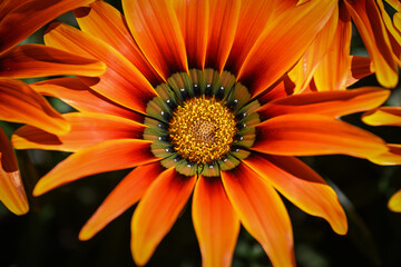 Gros plan sur des gazanias