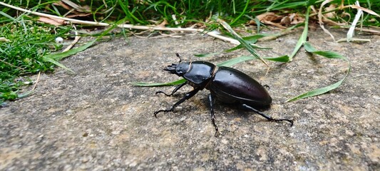 stag beetle on the tree
