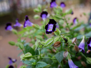 Dark purple Wishbone Flower of Torenia Fournieri in Indonesian is called bunga mata kucing