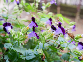 Dark purple Wishbone Flower of Torenia Fournieri in Indonesian is called bunga mata kucing