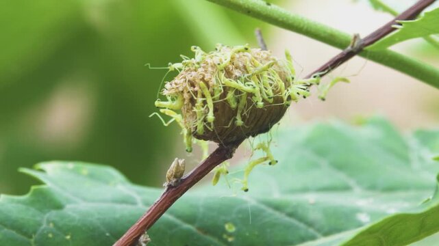 European mantid (Mantis religiosa) neonates have just emerged from the ootheca. Their bodies are still transparent, their movements are not good coordinated. Ultra macro