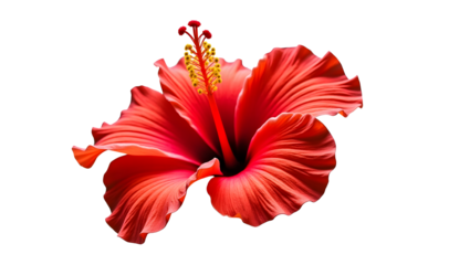 A  vibrant red hibiscus flower with delicately curved, ruffled petals and prominent, golden-yellow stamen, isolated on a pure, snowy white background, in PNG format