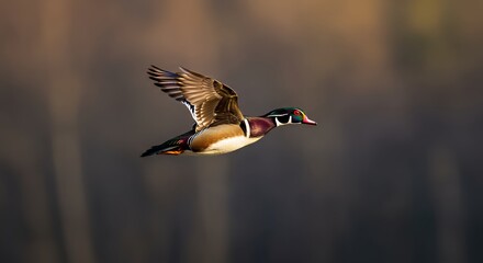 Obraz premium Flying Wood Duck Bird