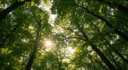 Obraz premium Forest Canopy with Sunlight