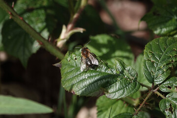 A Chocolate Mining Bee (Andrena scotica)