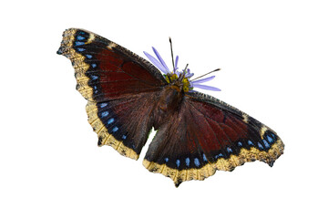 Mourning Cloak (Nymphalis antiopa) Butterfly Photo, on a Isolated Transparent PNG Background