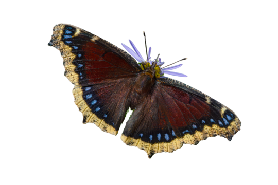 Mourning Cloak (Nymphalis antiopa) Butterfly Photo, on a Isolated Transparent PNG Background
