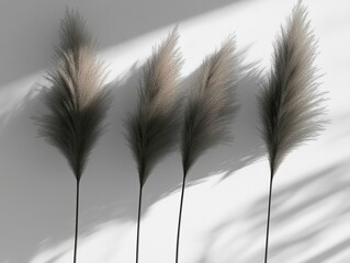 Obraz premium Outdoor nature photography adopts a minimalist viewpoint through the silhouette of tall grass at dusk