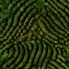 Seamless Aerial View of Coffee Plantation with Organic Pattern and Curved Rows