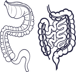 Intestines vector art 