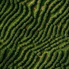 Aerial View of a Lush Coffee Plantation with Curved Rows - Seamless Pattern