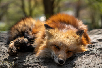 宮城蔵王キツネ村の黄色のキツネ