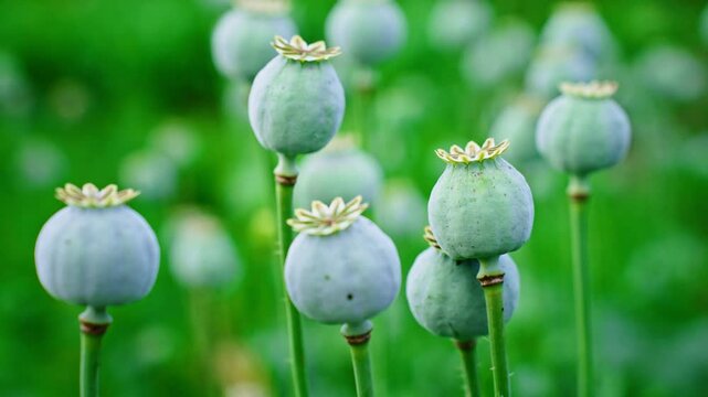 Unripe green poppy heads swaying gently in agricultural field, sunlight illuminating verdant botanical landscape with delicate seed pods moving softly against natural rural background