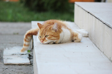 A ginger cat lies on the steps and lazily looks away. Beautiful photo of a ginger cat in the garden.