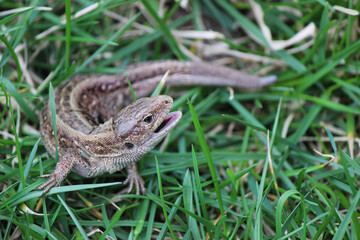 Lizard opened its mouth in a defensive pose. Lizard sits in green grass. Lizard hunts