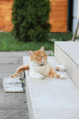 A ginger cat is lying on the stone steps