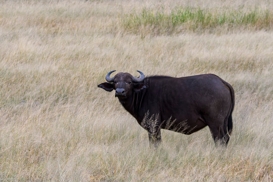 Cape Buffalo in the wilderness of Kruger National Park