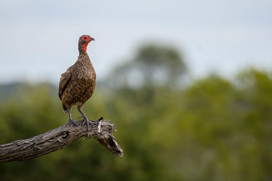 Swainson's spurfowl perched on a branch in the wild