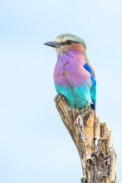 Lilac-breasted roller on a branch