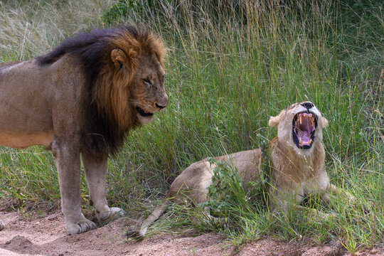 Lions in Kruger National Park