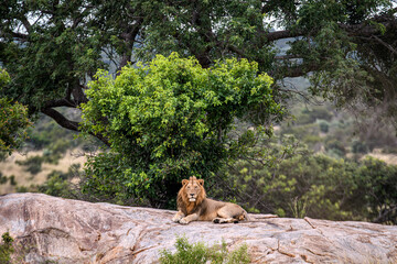 Lions in Kruger National Park