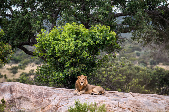 Lions in Kruger National Park