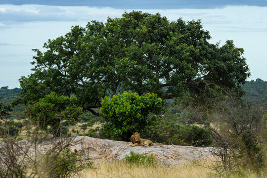 Lions in Kruger National Park