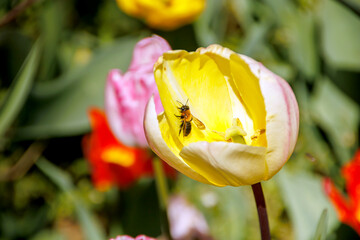 bee on the yellow tulip flower